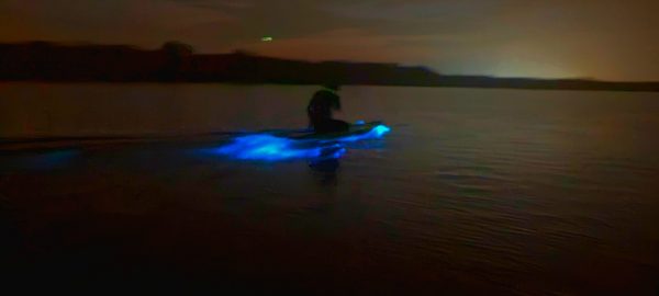 bioluminescence tour